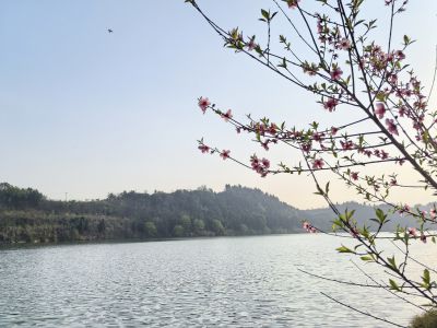 晴光漫枝