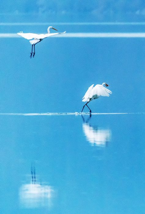 湖光鹭语